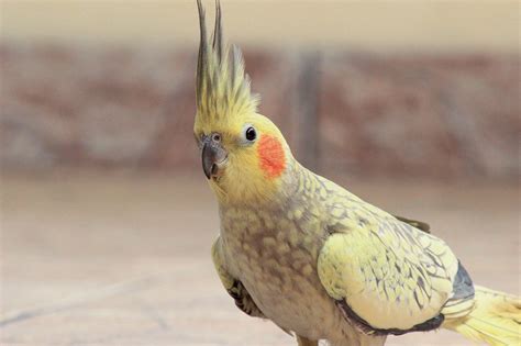 養什麼鳥好|PetTalk／第一次養鳥就上手，新手鳥爸媽別慌張！